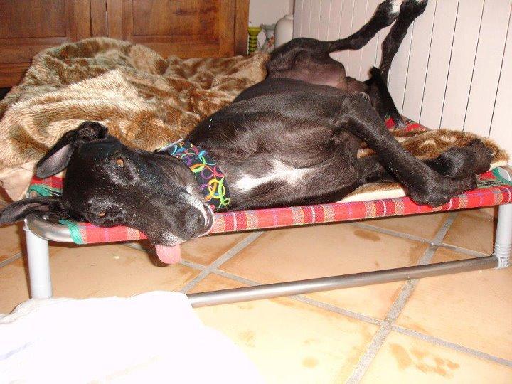 Historias de adoptad@s. Yang