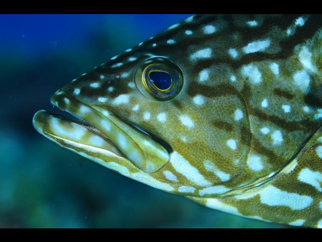 Lanzarote Mar de Lavas