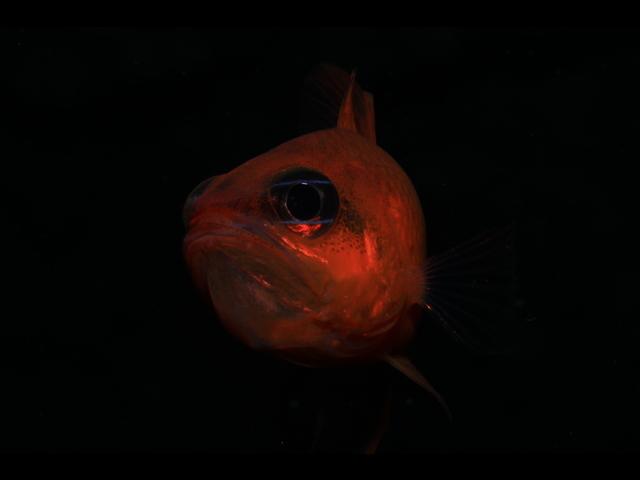 Lanzarote Mar de Lavas