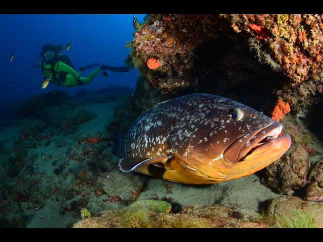 Lanzarote Mar de Lavas