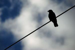 El pájaro en el alambre o el final de don Arturo