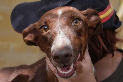 ANXO, PRECIOSO PODENCO MACHO EN ADOPCIÓN. (ALMERIA)