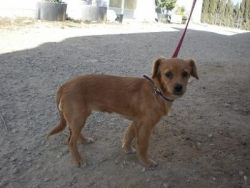 CACHORRA TIRADA A UN CONTENEDOR SOTERRADO DE VIDRIO¿hasta dónde hemos llegado?‏ ROTA (CADIZ)