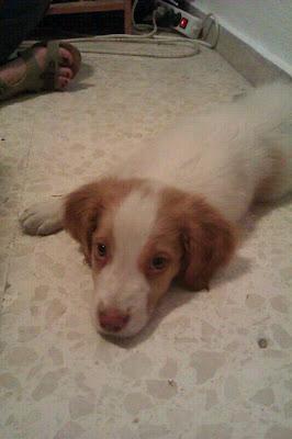 Nicolás, cachorrito de breton lindisimo en adopción!!