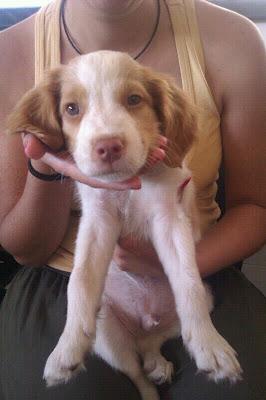 Nicolás, cachorrito de breton lindisimo en adopción!!