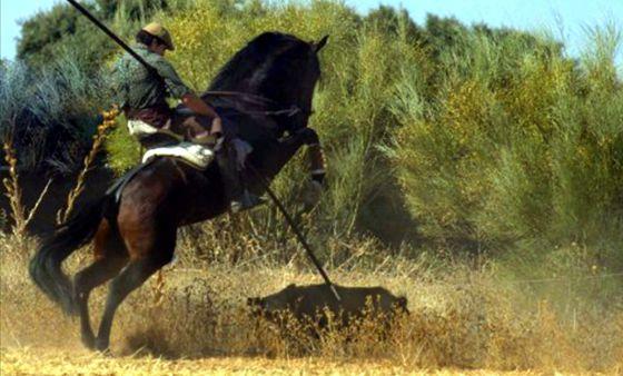 España vuelve a la remota caza del jabalí alanceado a caballo