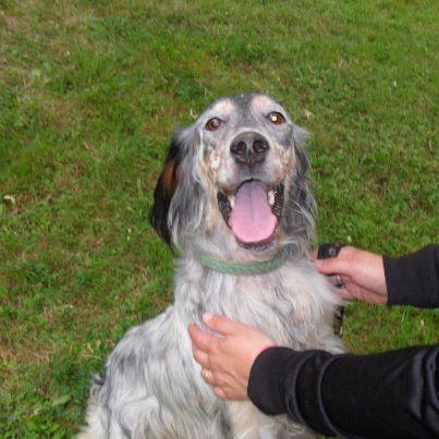 Foto: Esta es Nei, una setter preciosa de año y medio aprox. Le mordió una serpiente en la pata, y hay que operarla. Se intentará no amputar, pero la cosa pinta fea.  Nei necesita que alguien la cuide en el post-operatorio, y sobre todo, alguien que la quiera PARA SIEMPRE. Nei está en guipúzcoa. Y es una perra BUENA BUENÍSIMA, un trozo de pan.  ACOGIDA O ADOPCIÓN PARA NEI, es muy urgente. TXIKAS DE ETXAURI Susana: susanamidea@gmail.com