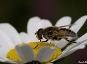 mosca quiso abeja