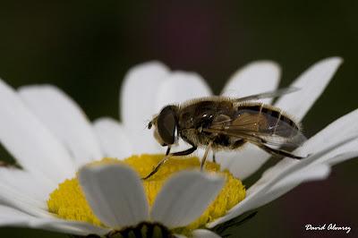 La mosca que quiso ser una abeja