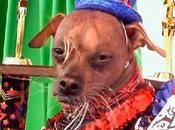 Seleccionado segunda perro mundo