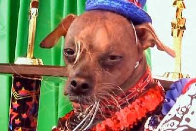 20120709155328-el-perro-mas-feo-2012.jpg