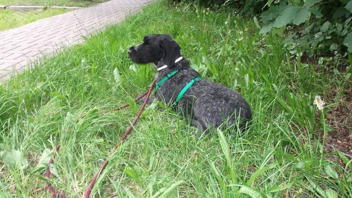 Historias de adoptad@s. Helen