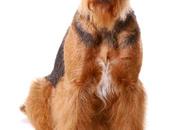 Airedale Terrier Grande Terriers