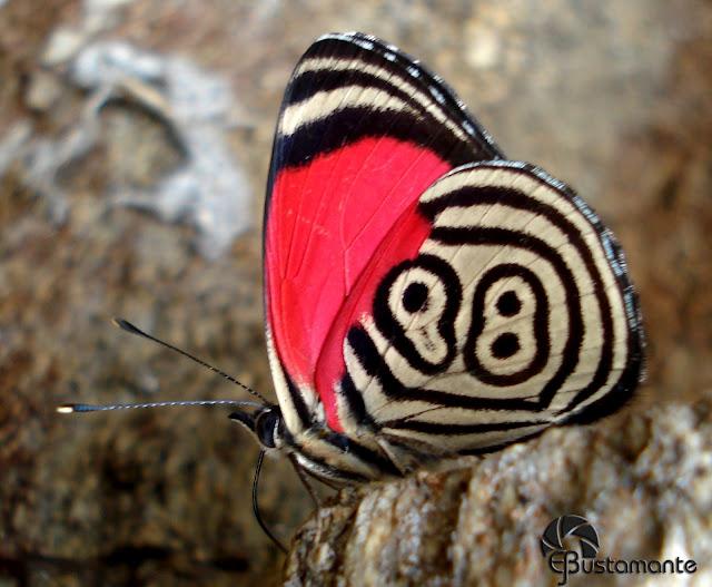 Te presento a la mariposa 88 Diaethria clymena,