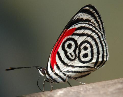 Te presento a la mariposa 88 Diaethria clymena,