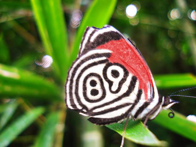 Te presento a la mariposa 88 Diaethria clymena,