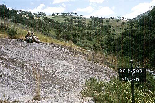 ¿Fósiles de medusa en Sevilla?