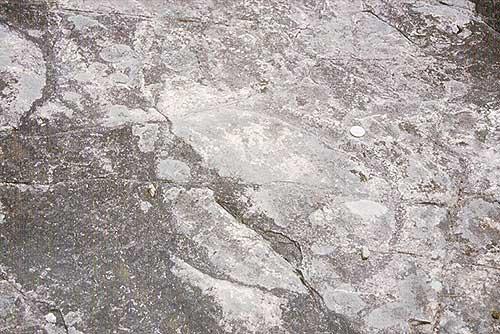 ¿Fósiles de medusa en Sevilla?