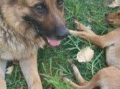 Ayuda para veterinario. Pastor alemán problema patas traseras perrito pequeño desnutrido.
