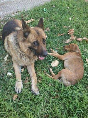 Ayuda para veterinario. Pastor alemán con problema en patas traseras y perrito pequeño desnutrido.