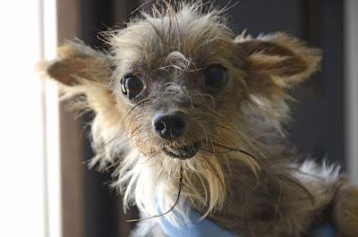 NO HAY PALABRAS: Momo, yorki de 1.5 kg -  Arca Noé Córdoba.