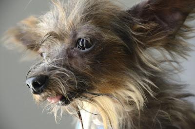 NO HAY PALABRAS: Momo, yorki de 1.5 kg -  Arca Noé Córdoba.