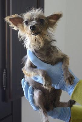 NO HAY PALABRAS: Momo, yorki de 1.5 kg -  Arca Noé Córdoba.