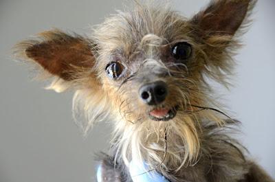 NO HAY PALABRAS: Momo, yorki de 1.5 kg -  Arca Noé Córdoba.