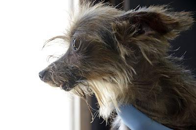 NO HAY PALABRAS: Momo, yorki de 1.5 kg -  Arca Noé Córdoba.