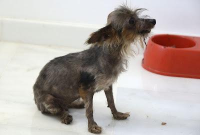 NO HAY PALABRAS: Momo, yorki de 1.5 kg -  Arca Noé Córdoba.