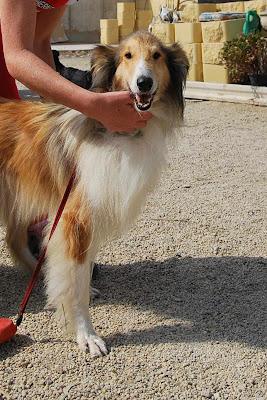 LASSIE, COLLY HEMBRA EN ADOPCIÓN. (ALMERIA)