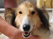Lassie, colly hembra adopción. (almeria)