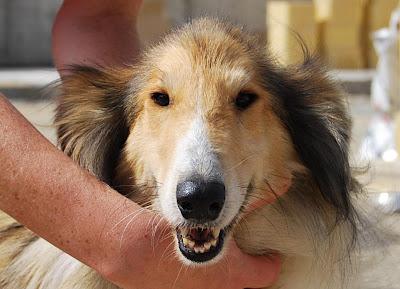 LASSIE, COLLY HEMBRA EN ADOPCIÓN. (ALMERIA)