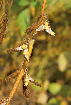 Soybeans in a plantation