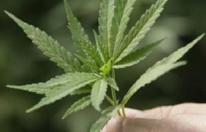 Marihuana de Tzahi Klein contra el Alzheimer y otras enfermedades