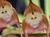 Orquídea Cara Mono