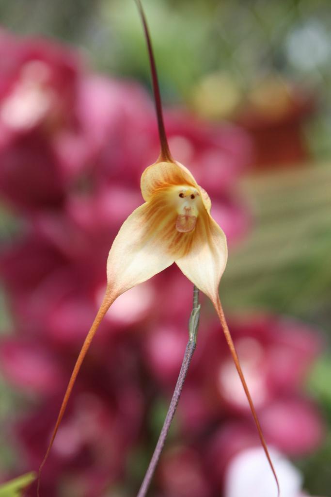 La Orquídea Cara de Mono
