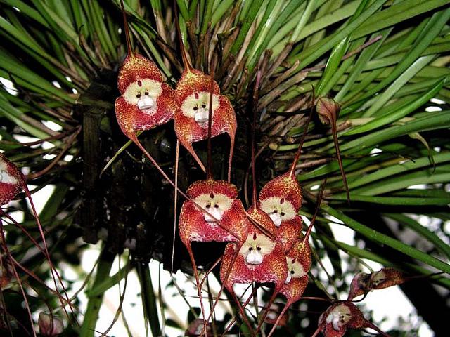 La Orquídea Cara de Mono