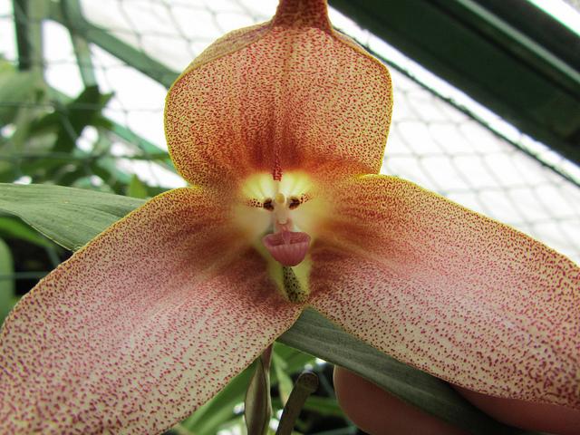 La Orquídea Cara de Mono