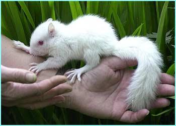 Fotos de animales albinos, realmente sorprendente la cantidad de animales albinos