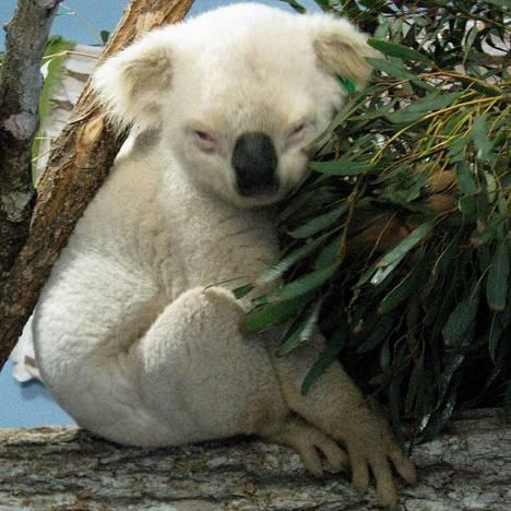 Fotos de animales albinos, realmente sorprendente la cantidad de animales albinos