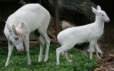 Fotos de animales albinos, realmente sorprendente la cantidad de animales albinos