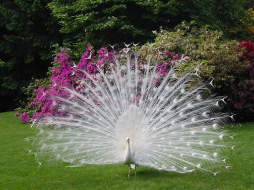 Fotos de animales albinos, realmente sorprendente la cantidad de animales albinos