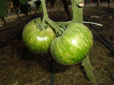 TOMATE BLACK ZEBRA TOMATE BLACK ZEBRA