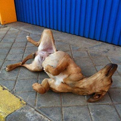 Foto: SIGUE EN LA CALLE. Tirada en la calle y aun asi enseña su barriga esperando que alguien la recoja... TOLEDO  DIFUSIÓN, POR FAVOR. ---------------------------------------------------    Esta pobre debe ser la perra con mas mala suerte del mundo, nos dijo la chica que la recogió el panadero, paramos la difusión, pero ahora dice que el tipo ha vuelto a soltarla donde estaba, y ademas parece que está en celo... despues de haber estado recogida, de vuelta a la calle, alli sigue tirada de nuevo y encima con riesgo de quedarse preñada, si no lo está ya... por favor necesita urgentemente algo, corre mucho peligro!!  From: atletika86@hotmail.com Subject: Tirada en la calle y aun asi enseña su barriga esperando que alguien la recoja...  Nos pasan las fotos de esta perrita, está en la calle en una zona muy muy mala, ya no solo por el riesgo de atropello,sino por la clase de gente... de la que mejor no hablar. Dice la chica que se tira al suelo bocarriba para que la rasques la barriga enseguida que alguien se acerca a ella, solo hay que ver la foto, pero a pesar de ello nadie la ayuda, si a alguien no le rompe el corazón ver esta pobre dulzura tirada de esa manera, desando dar y recibir cariño, ajena a todo lo malo que la puede pasar... quizás sea la tipica chuchita mediana y común en la que nadie jamas se fijaría, a la que nadie se paraa ayudar, a pesar de que suplica que la salven, y no es justo que como siempre paguen por su fisico, cuando por dentro será la perra mas buena y noble del mundo, no hay mas que verla, no merece estar ahi tirada. Ayuda para sacar esta pobre dulzura de la callle, si alguien tiene un hueco, es muy urgente, está en un pueblo cercano a Talavera, contacto: adopciones@ashaprotectora.es    www.ashaprotectora.es
