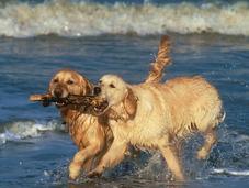 Perros Golden Retriever Buenos Nadadores