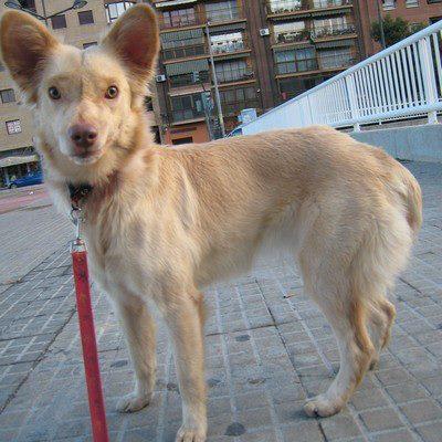 Foto: S.O.S URGENTE!!MÁXIMA DIFUSIÓN!!!Laika desapareció ayer a mediodía en Vilamarxant en zona del barranco entre naranjos y carreteras cerca de pirotecnia.Ttiene un problema neurologico y bloqueos,no sabe orientarse.Si la ves llama al 600 94 94 08/09/10 ó al 660364699. Gracias!!!