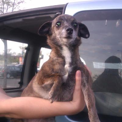 VIOLETA, mestiza, 5 años, 5 kg. EN ADOPCIÓN.