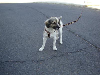 SIMBA BUSCA ADOPCIÓN.