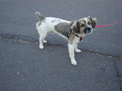 SIMBA BUSCA ADOPCIÓN.